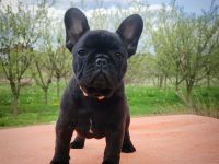 Französische Bulldogge