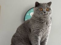 Bkh Kater in blau, Blutgruppe B