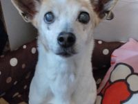 Hündinnen suchen dringend ein neues Zuhause