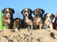 Wurfankündigung bei den Little People Tibet Terriern