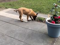 Malinois Welpe