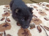 Schäferhund Bordercollie Welpen