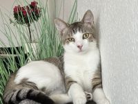 Süßes Kätzchen abzugeben