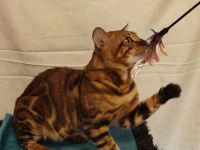 Reinrassiger Bengal Deckkater mit XXL Rosetted und Stammbaum dringend zum Verkaufen!!!