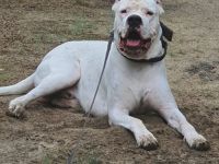 Dogo Argentino Deckrüde