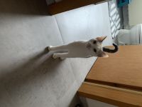 Europäische Kurzhaar