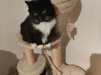 Zwei sehr verschmuste Mainkoon/perser