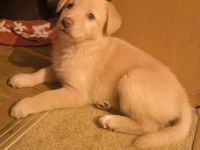 4 süße Mischlingswelpen suchen ein zu Hause