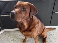 Labrador Retriever foxred Deckrüde
