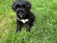 Tibet Terrier Welpen aus Hobbyzucht mit Ahnentafel