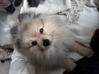 Zwergspitz Rüde Poneranian