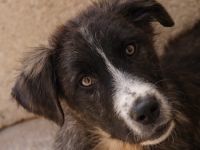 Apollo, geb. ca. 11/2023, lebt in GRIECHENLAND, im städt. Tierheim Serres