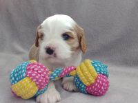 Cavalier king charles