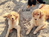 Hovawarte vom Wächterhof am (Seddiner) See