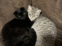 2 Geschwister BKH (7monate)