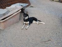 Husky-Hündin von Privat zu verkaufen