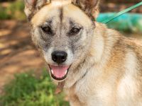 Galga, großes Mädchen sucht nach einer 2. Chance