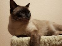 Reinrassiger Siam Seal-Point Deckkater mit Erfahrung 100% sicheres Ergebnis!