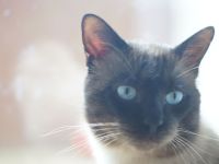 Reinrassiger Siam Seal-Point Deckkater mit Erfahrung 100% sicheres Ergebnis!