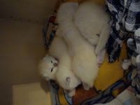 Ragdoll - Snowshoe Edelmix Kitten