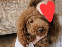 Pudel Deckrüde mit erstklassiger  Ahnentafel  rot/fawn/apricot Mittelpudel