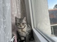 Perserbritisch Babykatze zu verkaufen