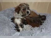 Welpen suchen Ihr neues Zuhause