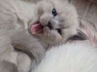 Siam Bkh Blue Point Kitten