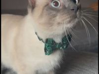 Reinrassiger Siam Kater Deckkater Blue Point