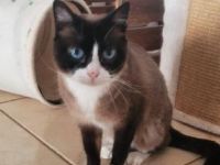 Lia, FelV positiv