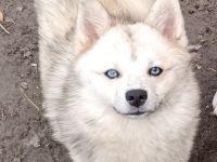 Pomsky Welpen