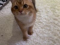 Europäische Kurzhaar Kater (Katze)