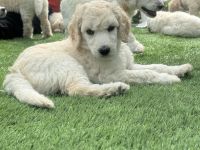 Großpudel (weiß) Mädchen