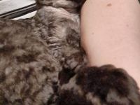 Devon Rex reinrassig