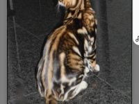 Reinrassige Bengal Katerchen mit Stammbaum