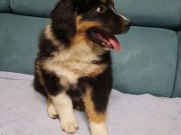 Miniature american shepherd Welpen Mini Aussie