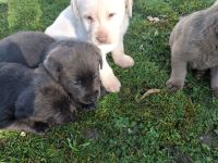 Reinrassige Labrador Welpen (charcoal, blond,silber)