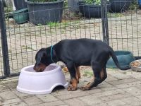Wunderschöne Dobermann Welpen mit Ahnentafel