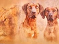 Livernose/Blacknose Rhodesian Ridgeback Welpen