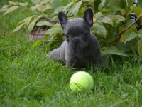 Französische Bulldogge Welpe zum abholen bereit mit Ahnentafel