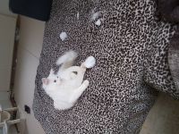 Maine coon mix weiblich