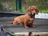 Dackel Welpen Kurzhaar mit Stammbaum