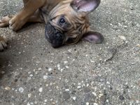 Französische Bulldogge Rüde