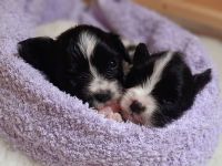 Anton und Amara von der Schmetterlingsliebe Papillon Welpen