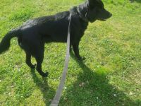 Suche dringend ein zuhause