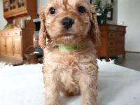 COCKERSPANIEL +PUDELTOY = COCKAPOO