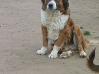 Zengö, braucht einen Kumpel an seiner Seite