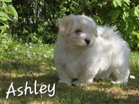 Havaneser Welpen  mit Ahnentafel, 1 Mädel und ein Bub