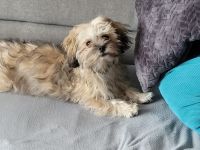 Boloka Zwetna Hündin 6 Monate