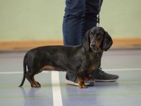 von den Glücksdackeln